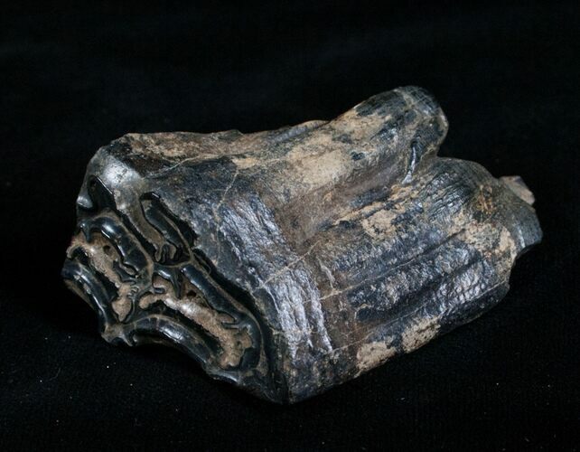 Pleistocene Upper Horse Tooth - Florida #4312